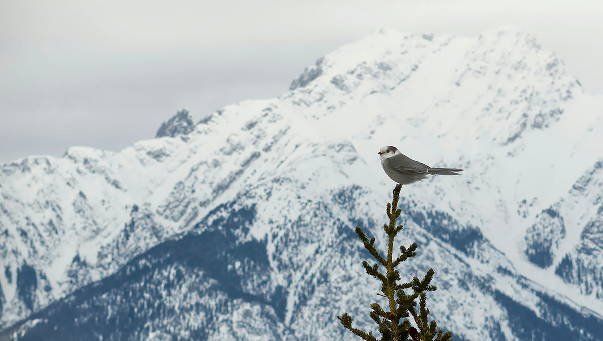 oiseau sur fond montagneux