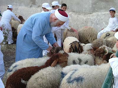inspection des moutons